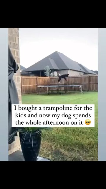 Dogs just want to have fun