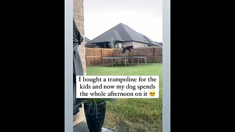 Dogs just want to have fun