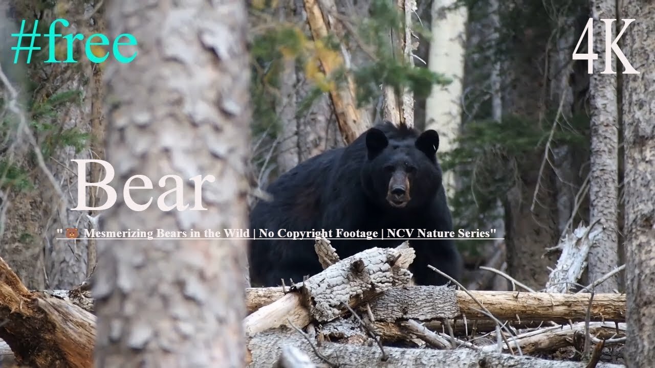 Bear | 4K | Free | "🐻 Mesmerizing Bears in the Wild | No Copyright Footage | NCV Nature Series |