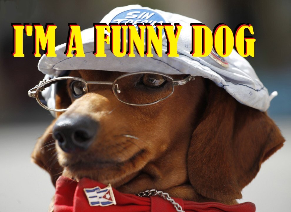 My funny dog