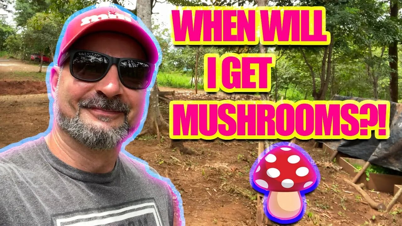 WHEN TO CHECK THE COW FIELDS?! TWO SURE METHODS TO FIND MUSHROOMS GROWING