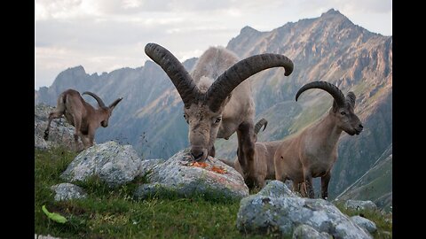 Animal trail) How to photograph a huge herd of aurochs, wild animals on the slopes of Elbrus