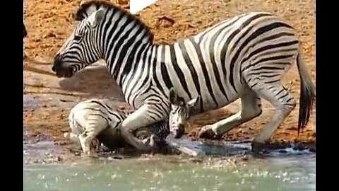 WILDLIFE,ZEBRA ATTACK HIS OWN KID,VIRAL