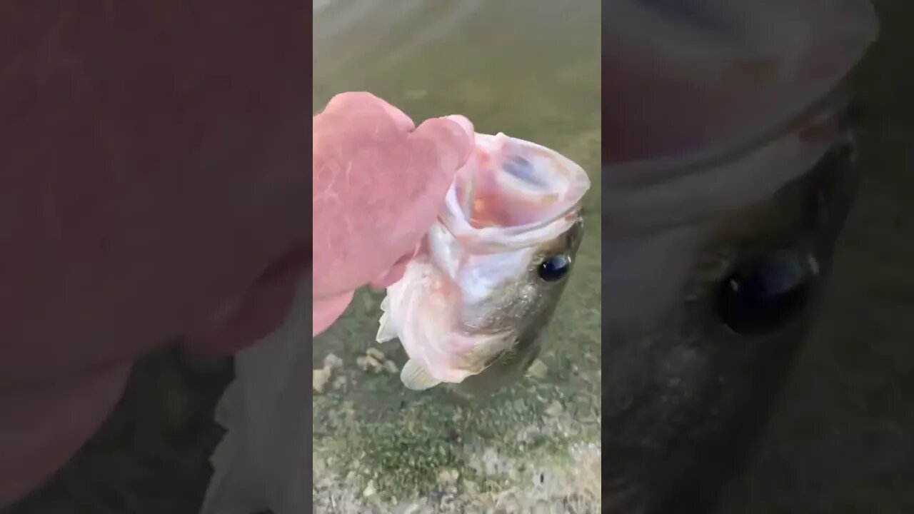 My grandpa sent me this fish release!