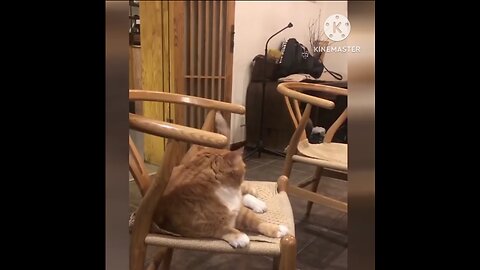 cute funny cat video| cat funny video 🤣🤣🤣🤣🤣