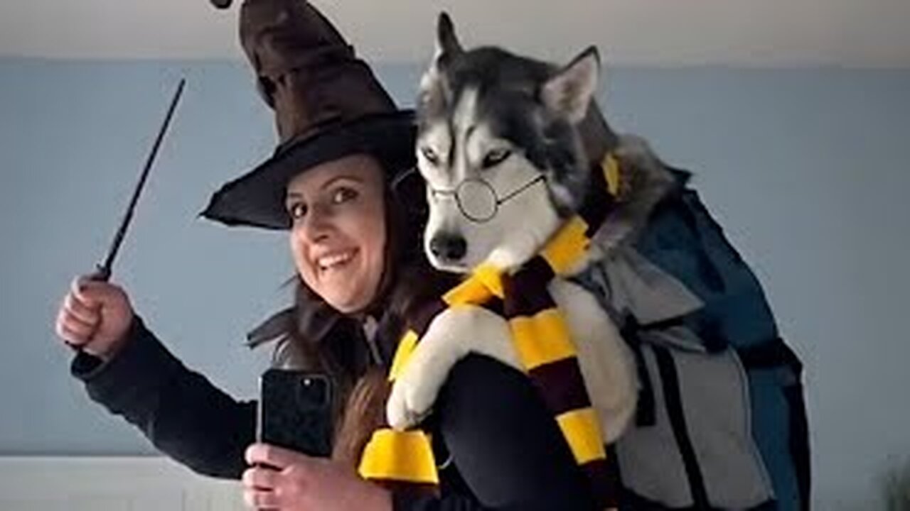 This Husky Thinks He's HARRY POTTER | Funniest Pets Of The Month