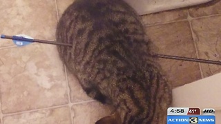 Cat dies after being shot with arrow