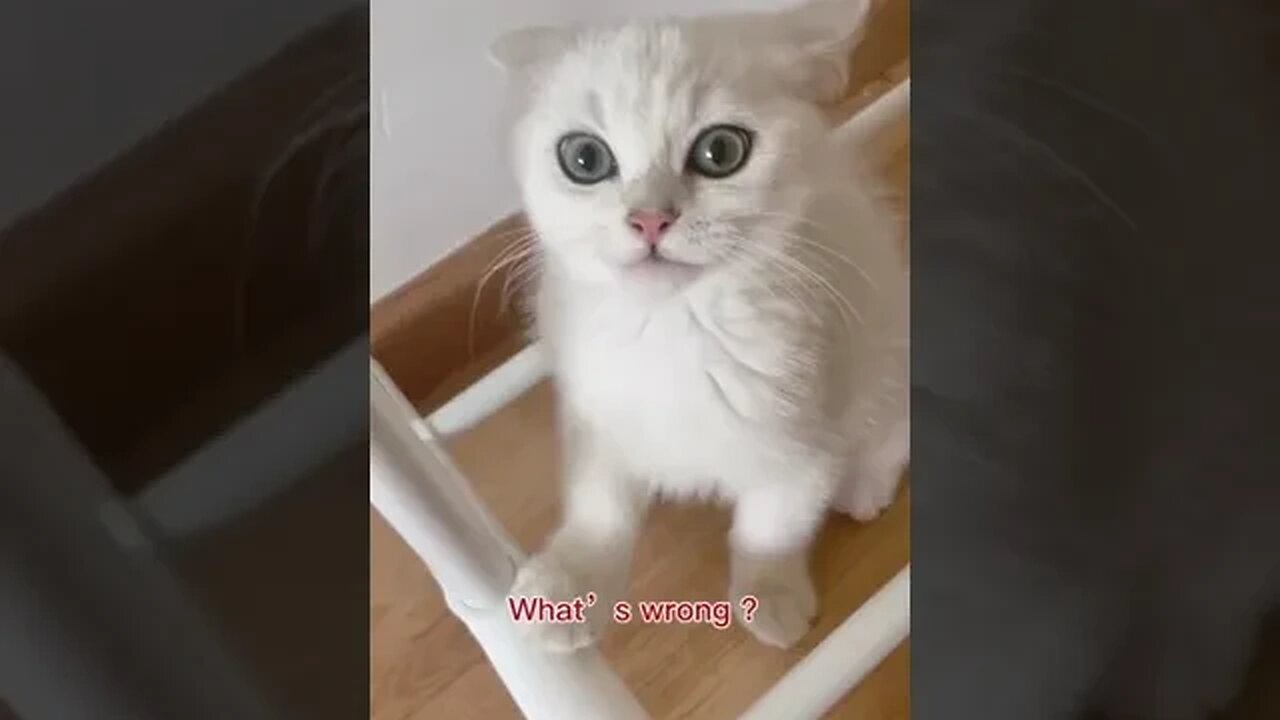 CAT VIDEO