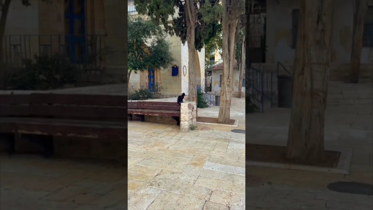 Cats on a Bench in Jerusalem | 🎧Dove of the Milk and Honey | Pamela Storch