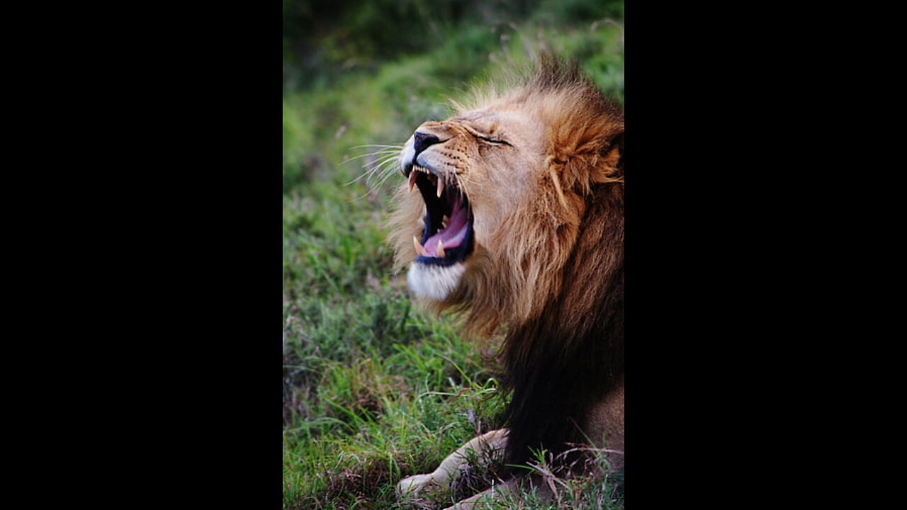 !Lions!Lions Video,Animal Video!Animal Life!!
