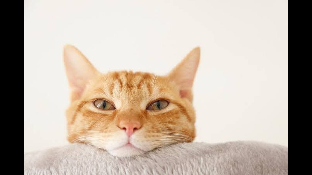 癌 抗癌剤 基本の基本理論