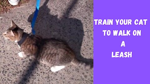 How To Train Your Cat To Walk On a Leash | Cat Training