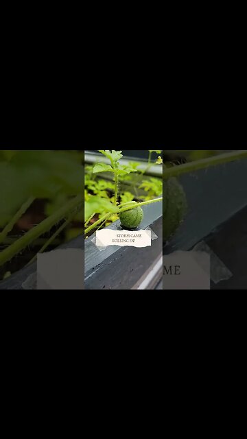 Sweet Little Busy Bee, Single Handedly pollinating the Pixies Potager! #garden #bees #shorts