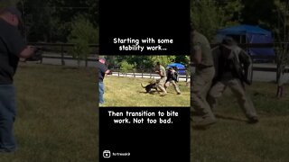 Stability to bite work dog training