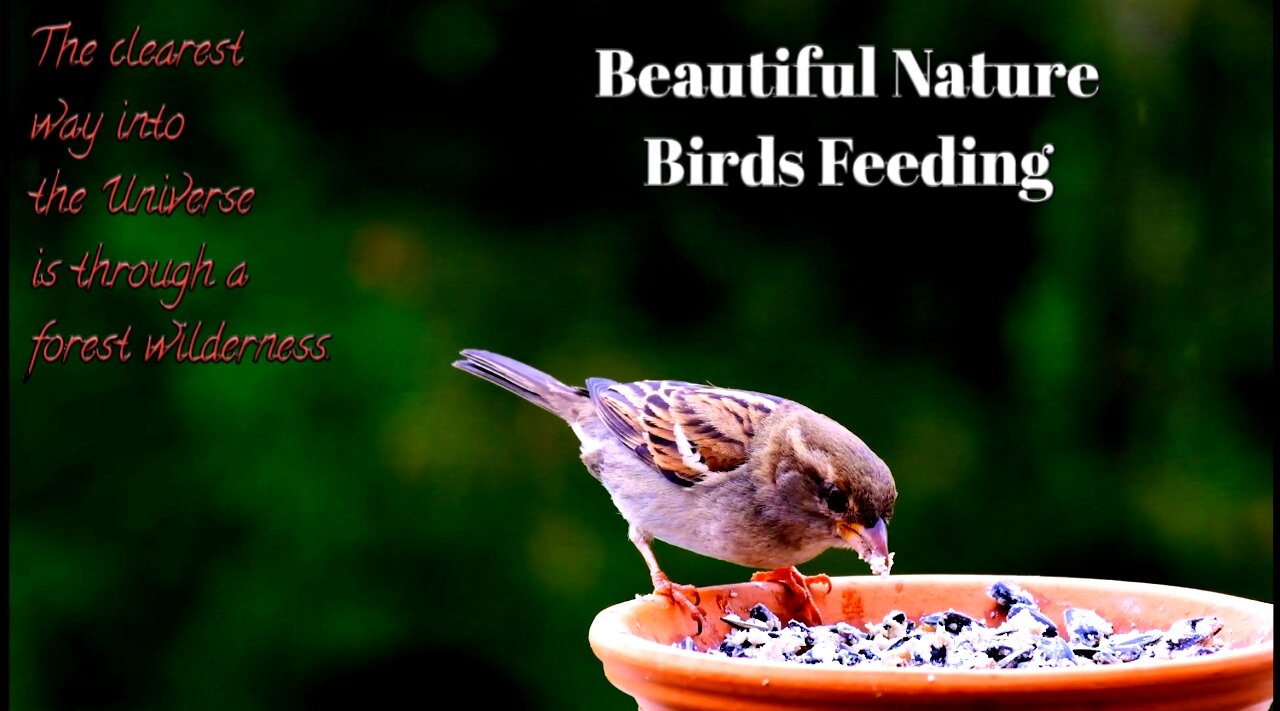 Beautiful nature, Bird feeding 1080p