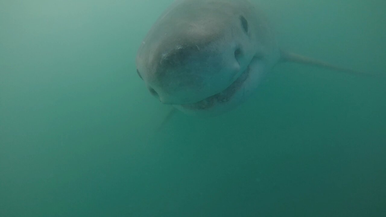 Diver w/Bang Stick Attacked By Great White Shark