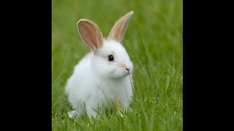 Cutest bunny rabit