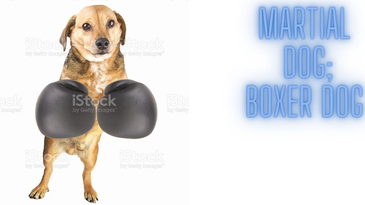 fighting dog; Dog boxing match with its owner