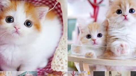 Baby Cats - Cute and Funny Baby Cat Videos Compilation #6 | Mypettv