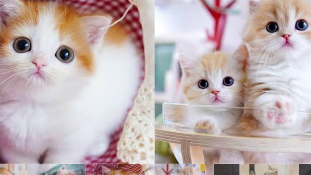 Baby Cats - Cute and Funny Baby Cat Videos Compilation #6 | Mypettv