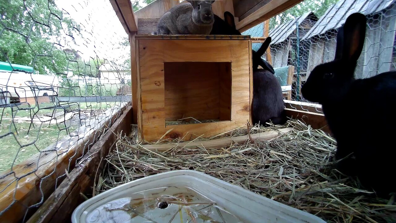 Young rabbits getting used to the new hutch