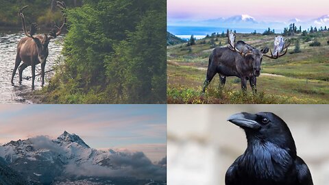 NATURE | MOOSE | RAVEN | MAN