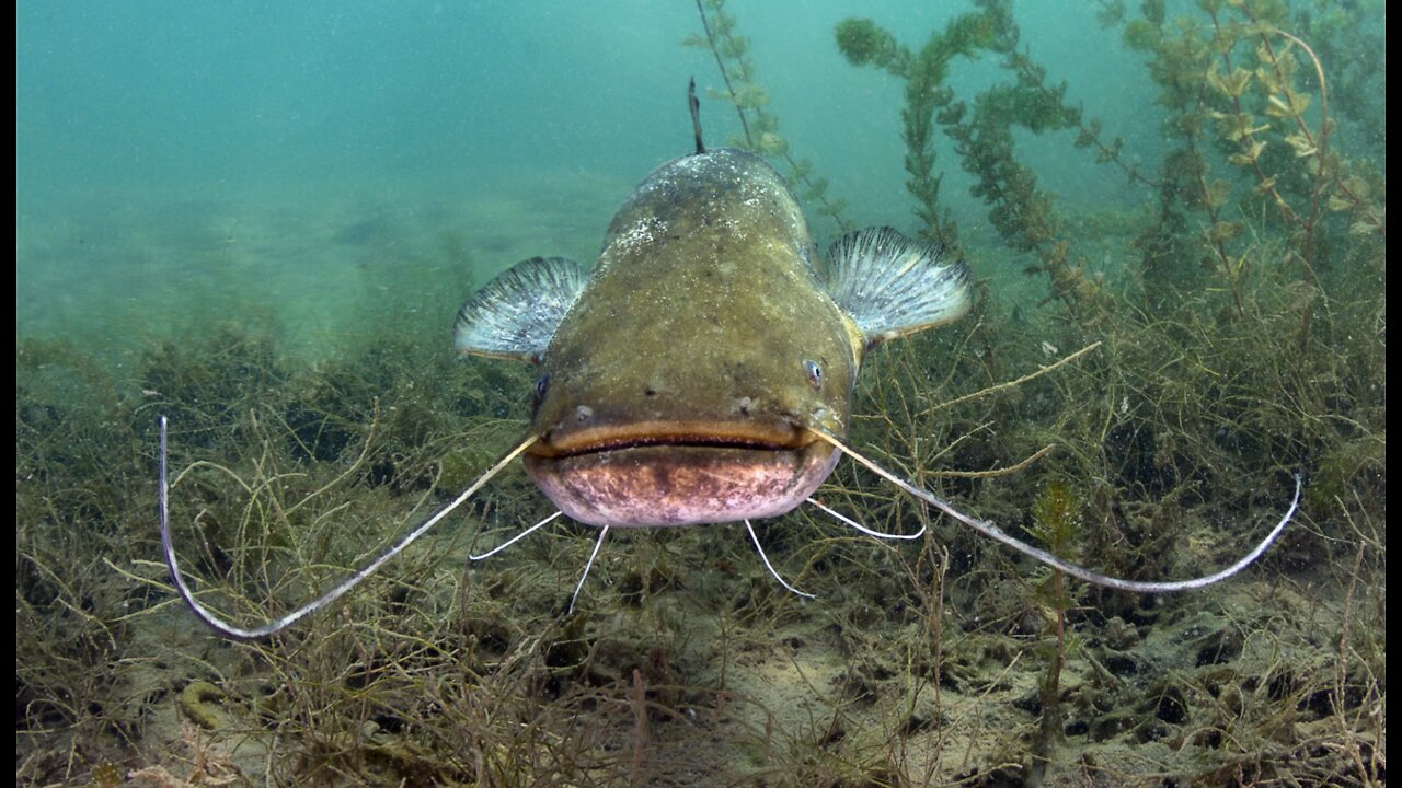 How to Clean and Cook Delicious Catfish