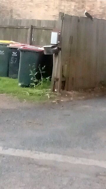 Family of White Headed Pigeons Eek Out a Living in Laneway Near the 🌮 Joint.🌿🦜🌴🎵🥰