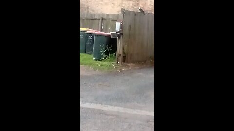 Family of White Headed Pigeons Eek Out a Living in Laneway Near the 🌮 Joint.🌿🦜🌴🎵🥰