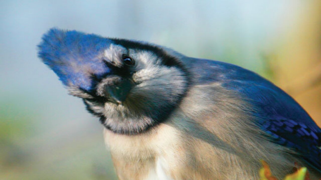 Blue Jay Bird Cam