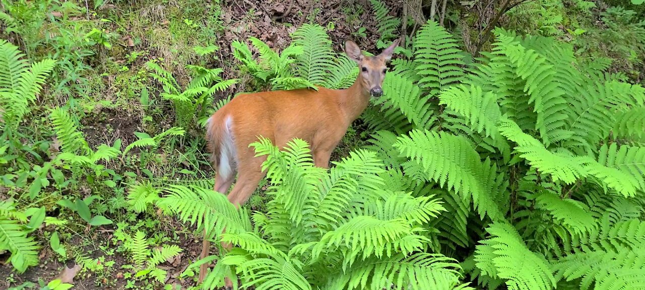 Deer hiding in the ferns