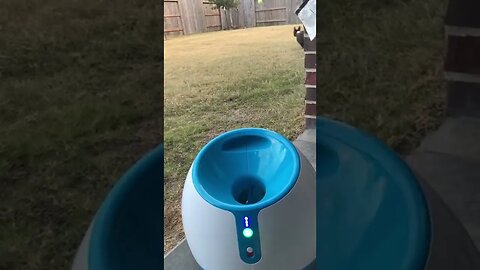 Happy and iFetch Video By happy rocks 1 #Shorts