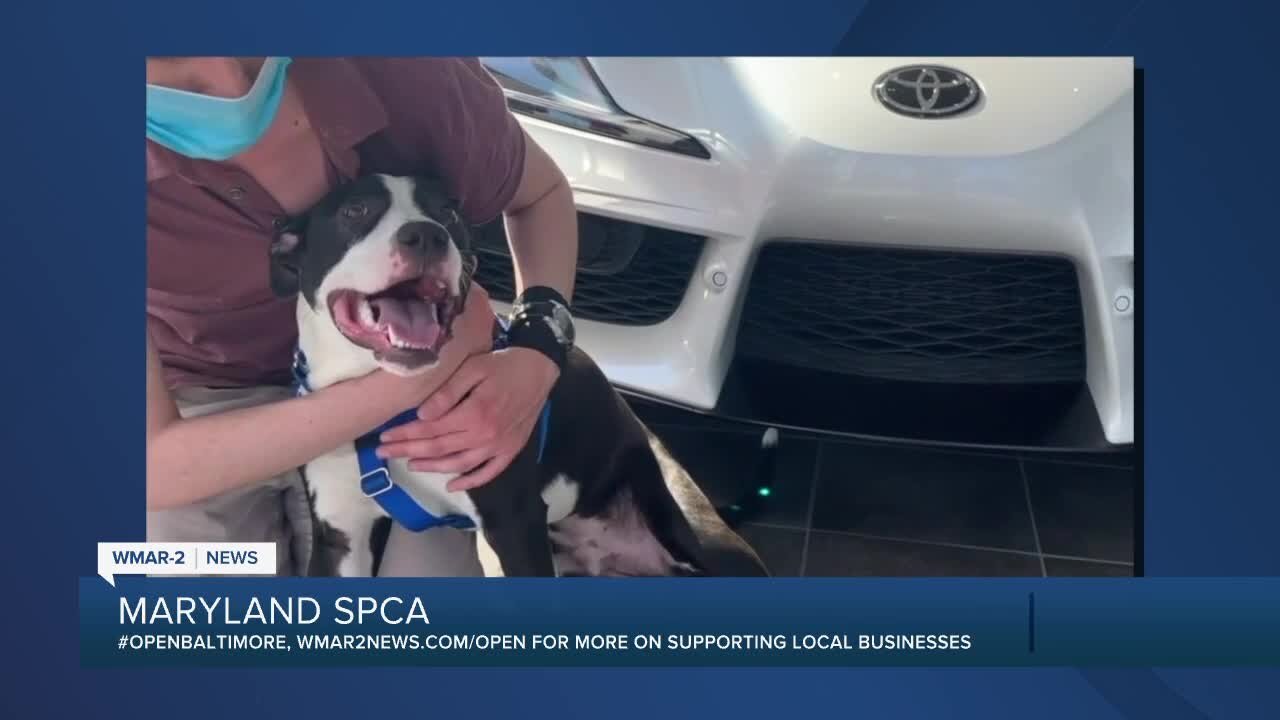 Woodstock the dog is up for adoption at the Maryland SPCA