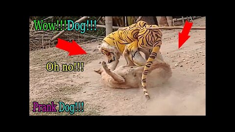 Wow!! Fake Tiger Prank Dog Run Very Funny Try To Stop Laugh Challenge|