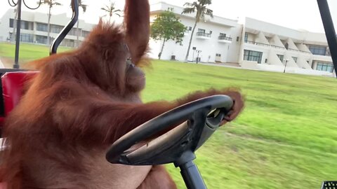 Orangutan driving a golf cart