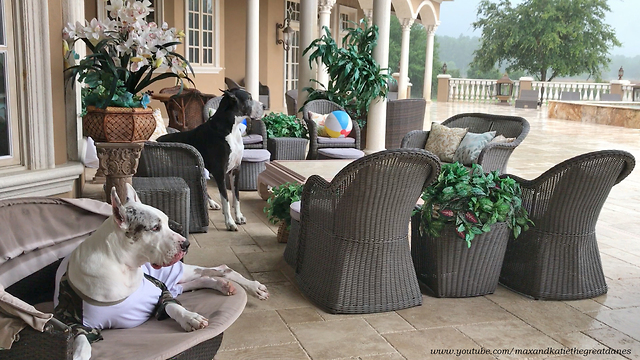 Great Danes Enjoy Rain Storm With Their Dad