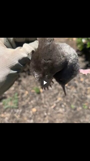 Have you seen a mole dig?