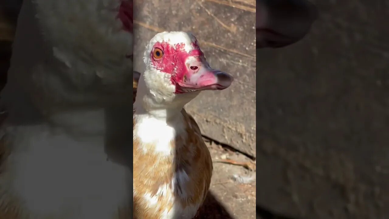 A little baby duck tv WADO for Watching!!! #duck #babyducks #farmlife #homesteading #cherokeefarmer