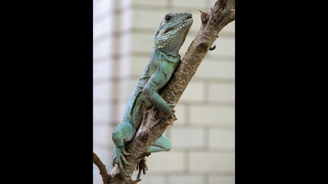 Chinese water dragon