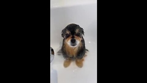 Little Dogs - Cute and Funny Dog Videos