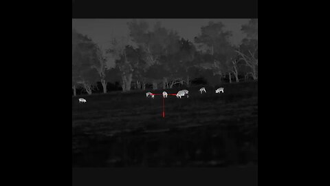 Texas hog hunt got a little western