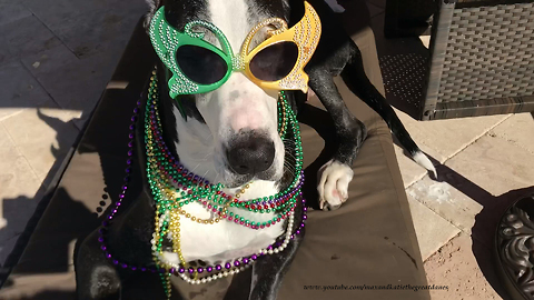 Katie the Great Dane Gets Ready to Party