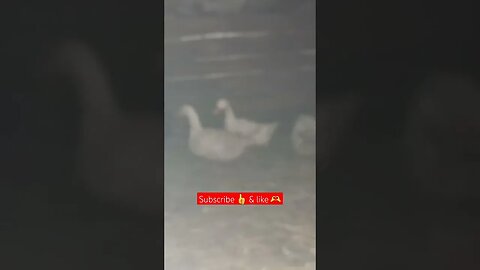 Ducks can withstand WINTER🥶😄🪿| #duckfeed #shortvideos #ducklife #viral #duckseason #shorts #short