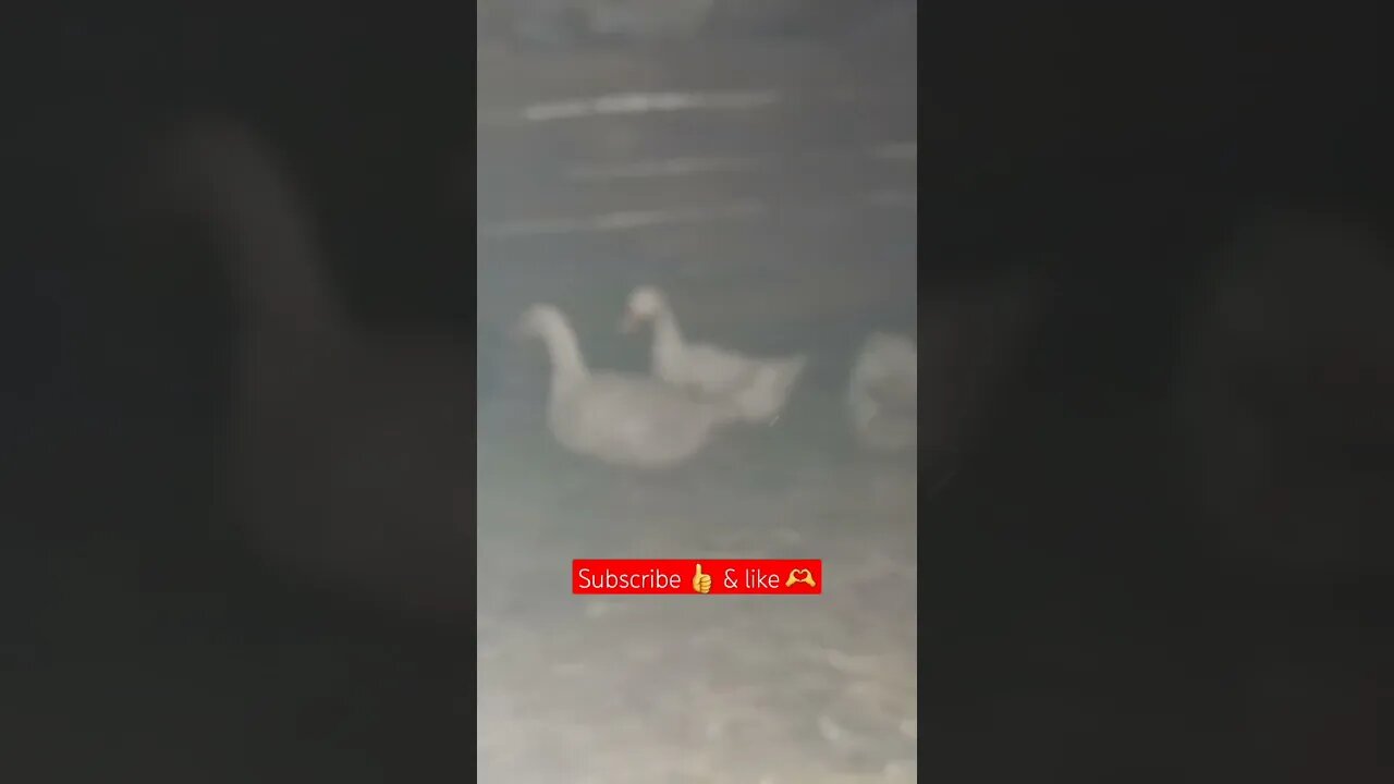 Ducks can withstand WINTER🥶😄🪿| #duckfeed #shortvideos #ducklife #viral #duckseason #shorts #short