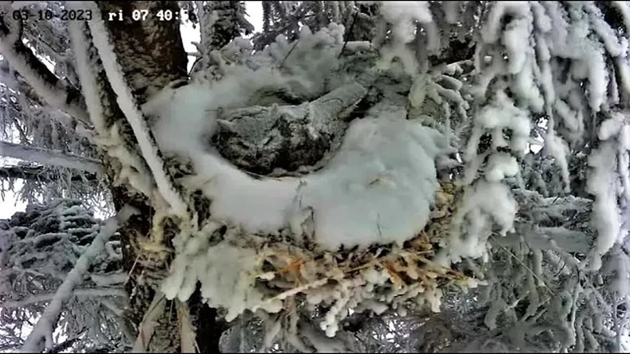 Ellie Emerges From the Snow 🦉 03/10/23 07:40