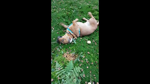 Itchy dog can't stop scratching in nature