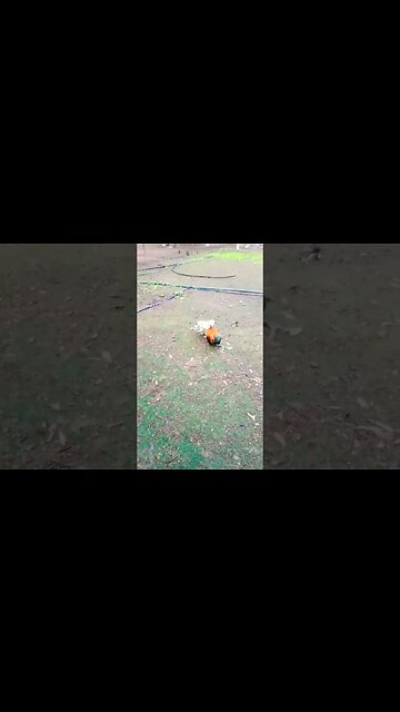 Good morning Rhiannon and Rusty