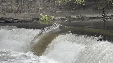 Two gold medal 🥇 jumps Salmon Humber River