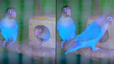 Two Beautiful Parrots in their Cage#