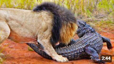 LIONS ATTACK CROCODILE WALKING ON LAND